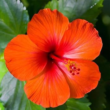 Hibiscus Flower Seeds in Orange Flower seeds for Planting - Low Maintenance, Heirloom & GMO Free Seeds for Home Garden
 
 Sale for planting in home garden.