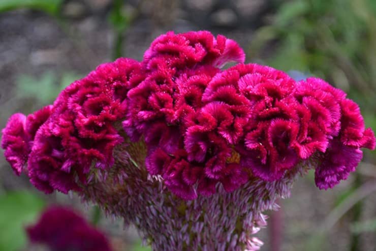 Celosia Cristata Cockscomb Mix Flower Seeds for Planting Heirloom Non-GMO Seeds