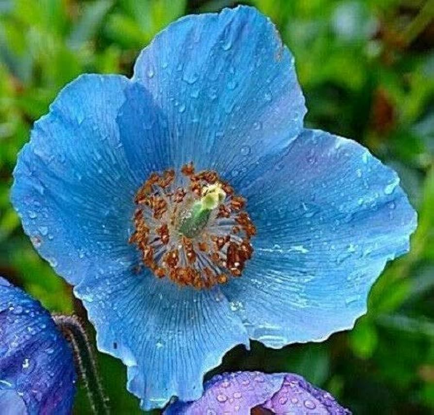 Meconopsis Seeds for Planting Meconopsis spp. for flower beds and cottage gardens
