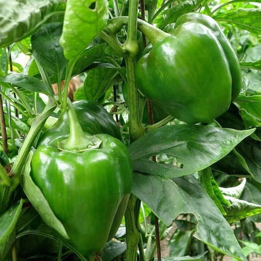 Green Crispum Vegetable Seeds for Planting  Fresh Leafy Greens