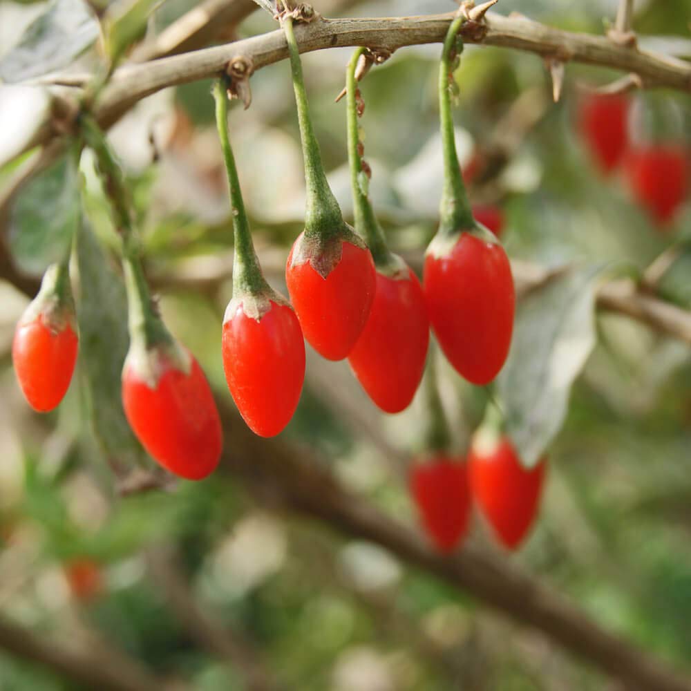 Red Goji Fruit Seeds Planting Essentials Fruit Seeds for Home Gardens, Containers & Outdoor Growing