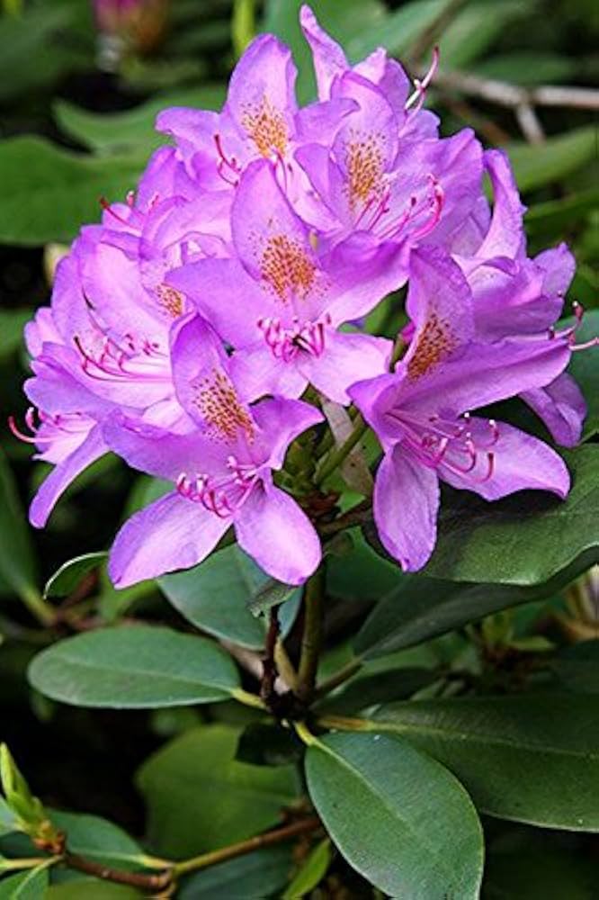 Lavender Rhododendron Azalea Flower Seeds for Planting Low Maintenance Heirloom & GMO Free Seeds for Home Garden
 
 Sale