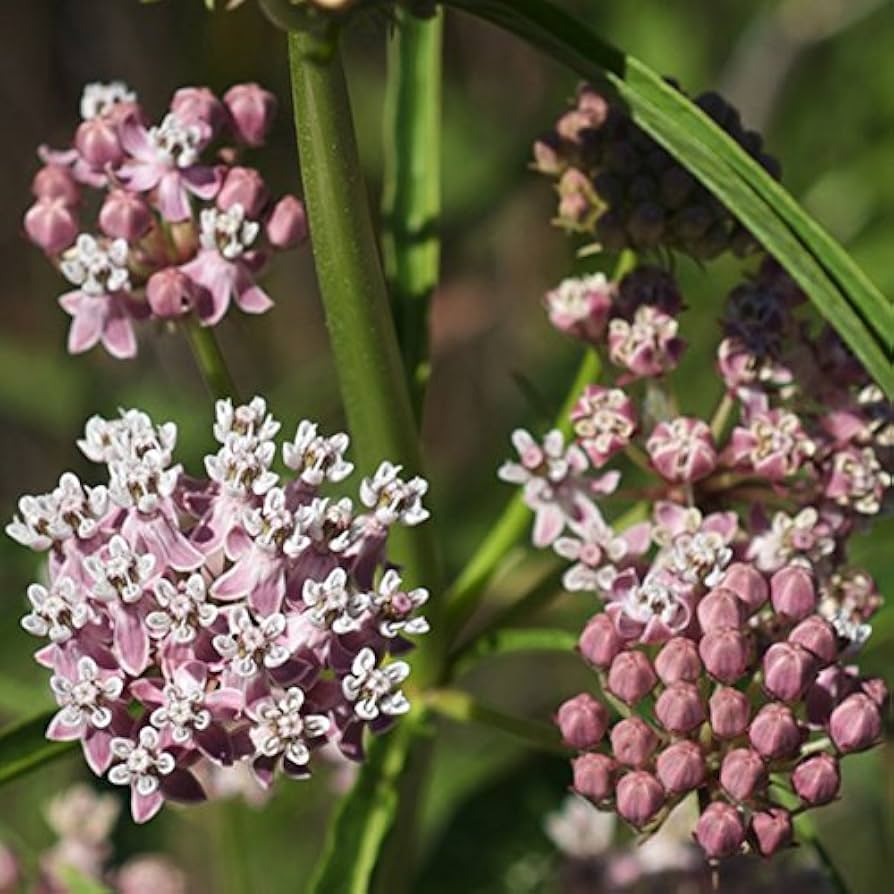 Evergrowseeds Narrow Leaf Milkweed Asclepias fascicularis flower seeds for butterfly garden planting, showing seed packets and plant illustrations.