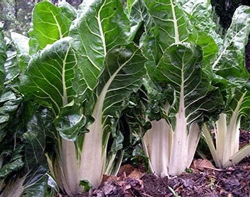 Lucullus Swiss Chard Seeds for Tender, Nutritious Swiss Chard