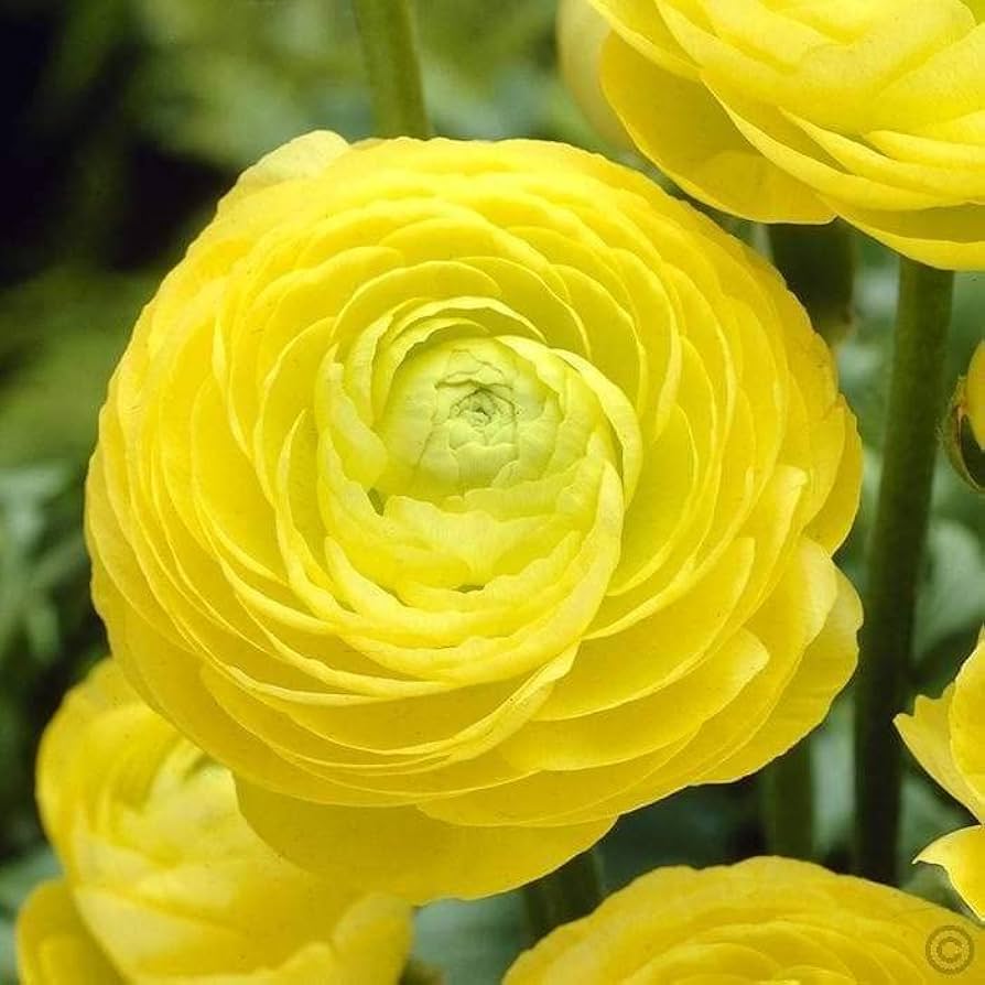 Ranunculus Asiaticus Ranunculus asiaticus Seeds for Planting