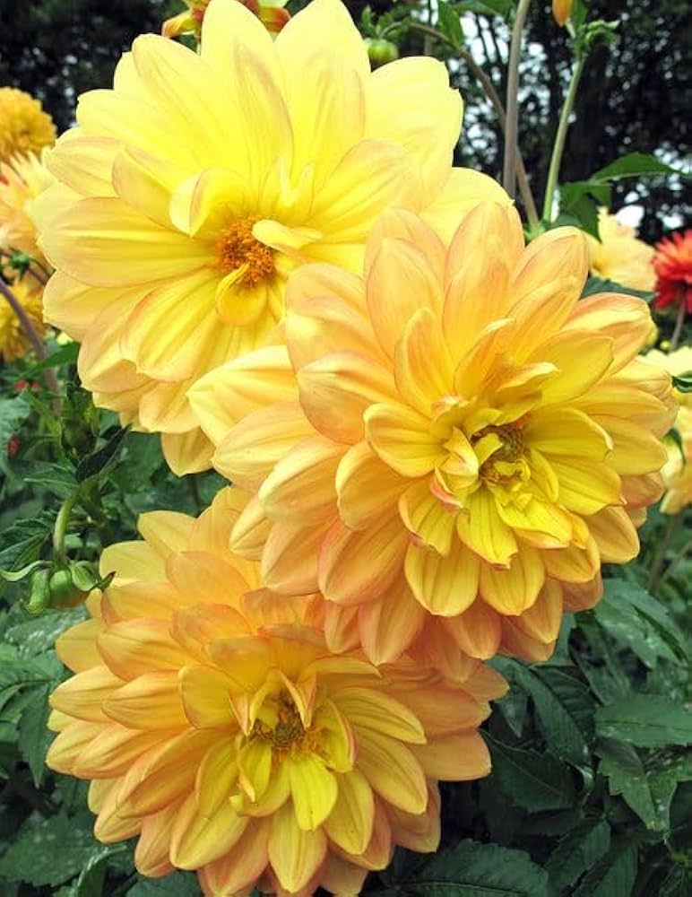 Yellow Dahlia Seeds Dahlia pinnata for Planting in Potted Garden and Flower Bed