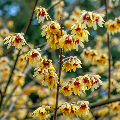Red Chimonanthus Flower seeds for Planting - Cottage Garden Essential, Heirloom & GMO Free Seeds for Home Garden