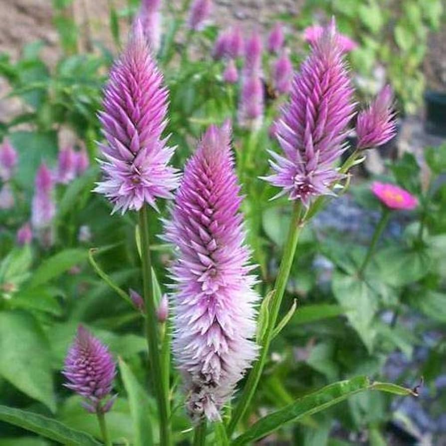 Celosia Piumato Pink Flamingo Seeds – Striking Pink Self-Seeding Annual Flowers