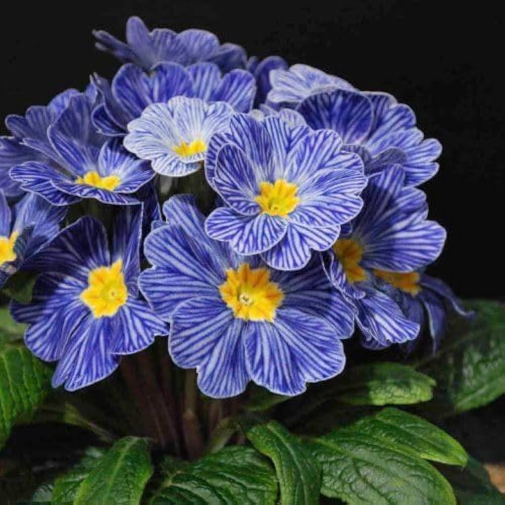 Mini Primrose Primula spp. Seeds for Planting - Perfect for Flower Bed & Shade Garden