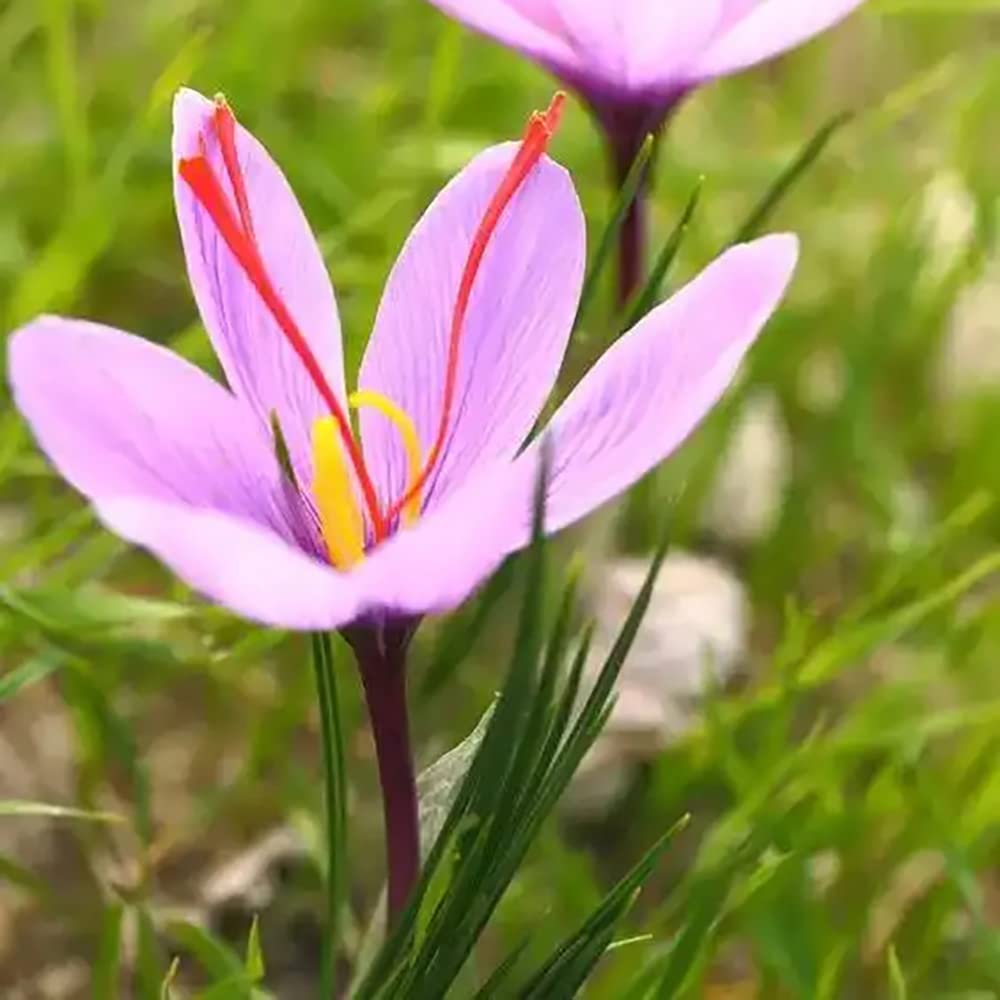 Pink Crocus Flower seeds for Planting - Bright Blooms, Heirloom & GMO Free Seeds for Home Garden