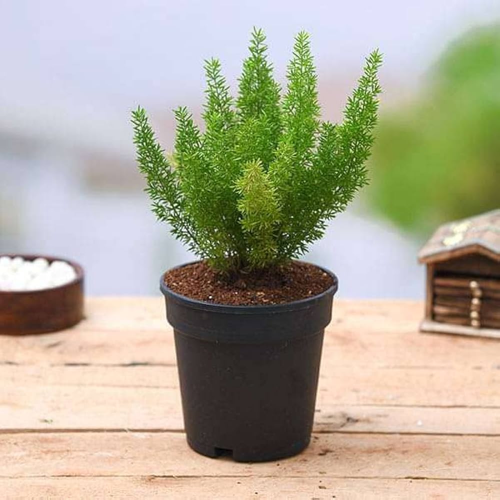 Asparagus Meyeri Seeds For Planting - Ornamental Plant Seeds