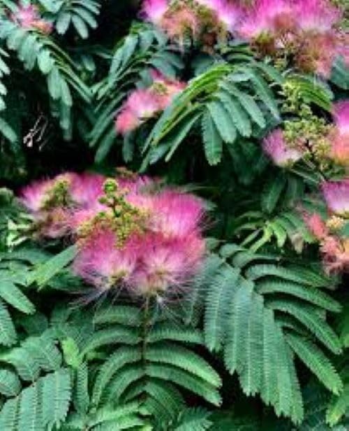 Albizia Flower Seeds, Mimosa Silk Tree Seeds for Flower Pot Plants, DIY Home Garden