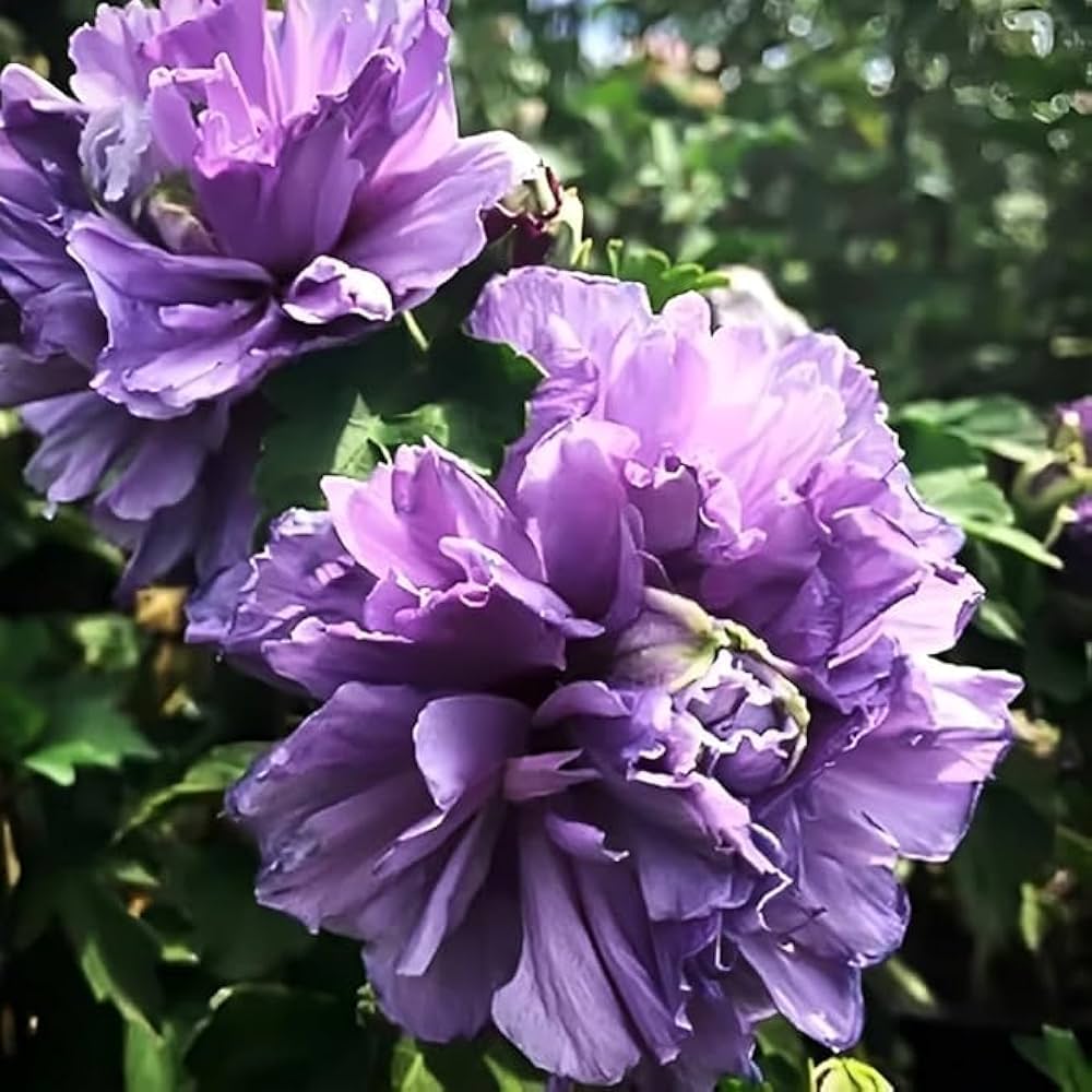 Blueberry Hibiscus Alyogyne Huegelii Flower Seeds