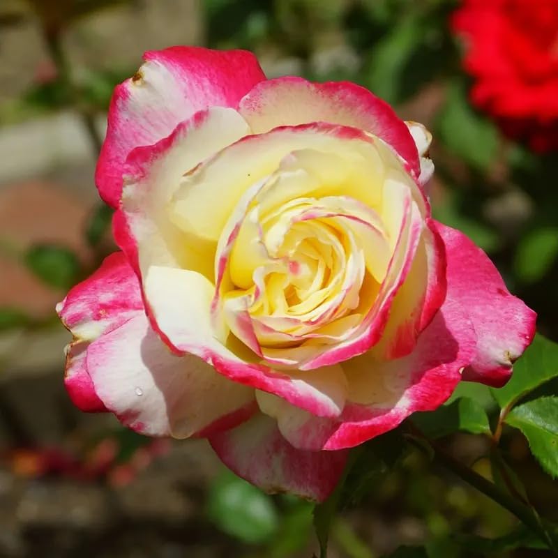 Double Delight Hybrid Tea Rose Rosa hybrid Seeds for Planting in Flower Bed
