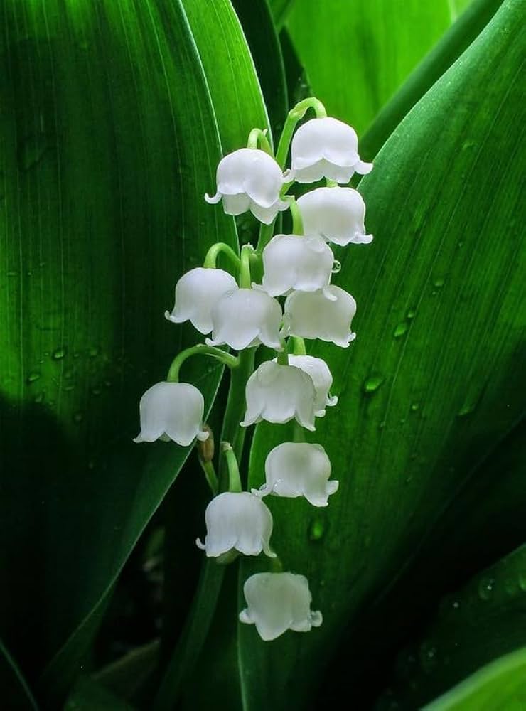 Lily of the Valley Seeds for Planting Convallaria Majalis shade garden flower border