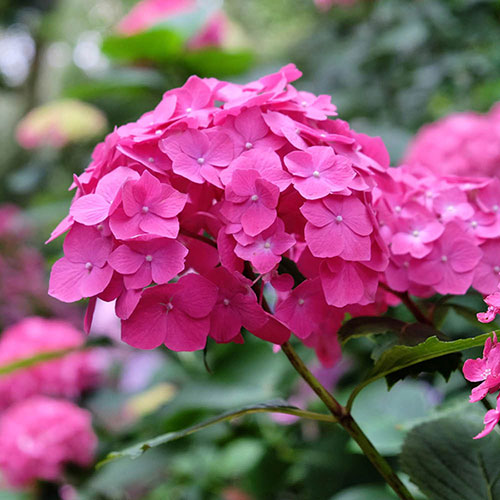 Pink Hydrangea Flower seeds for Planting - Cottage Garden Essential, Heirloom & GMO Free Seeds for Home Garden