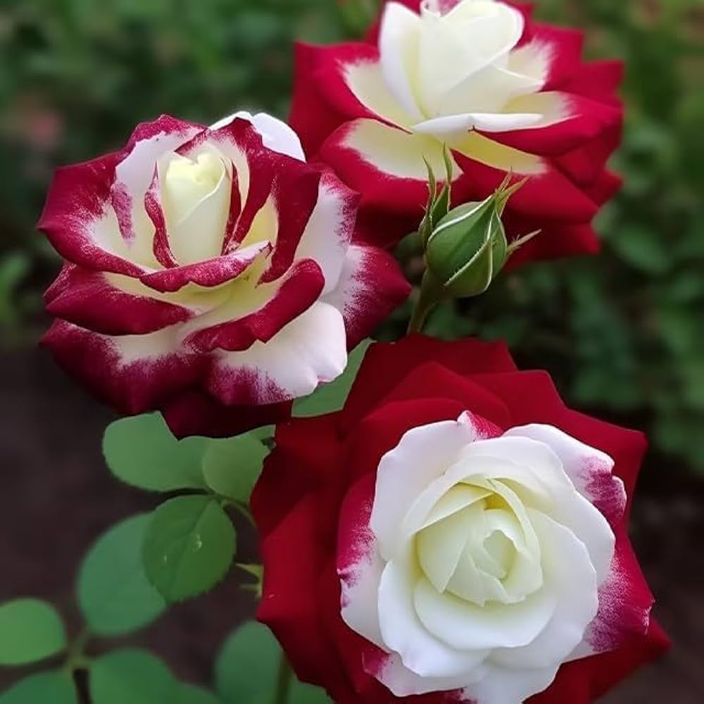 Rare Rose Flower Seeds for Planting | Unique Garden Blooms