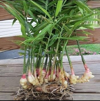Spicy Ginger Root Vegetable Seeds, Premium Seeds seed packet for home gardening