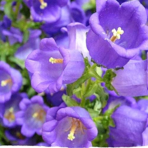 Heirloom Campanula Canterbury Mix Seeds for Colorful Bell Flowers