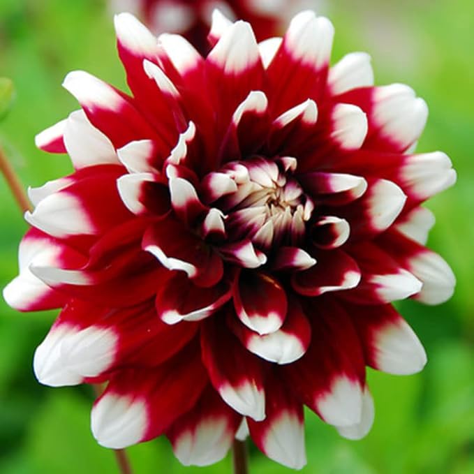 Mixed Dahlia Dahlia spp Flowers for Planting in Flower Bed