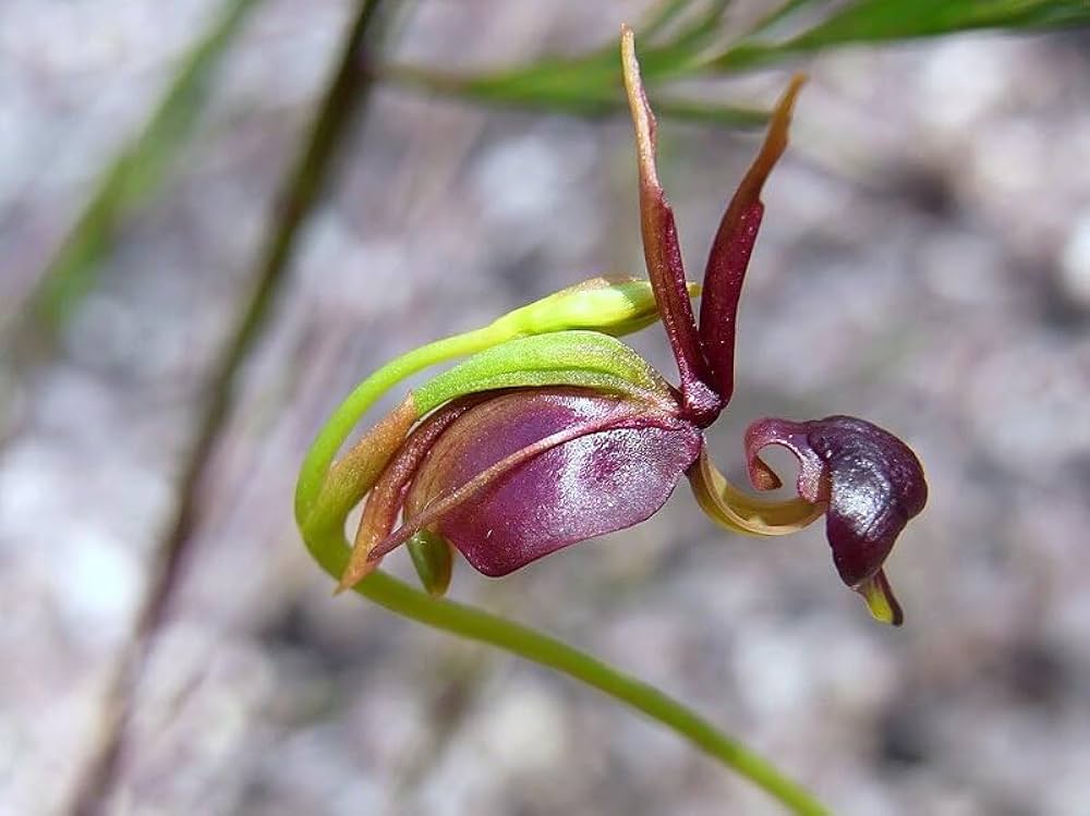 Flying Duck Orchid Caleana major Seeds for Planting in Orchid Garden