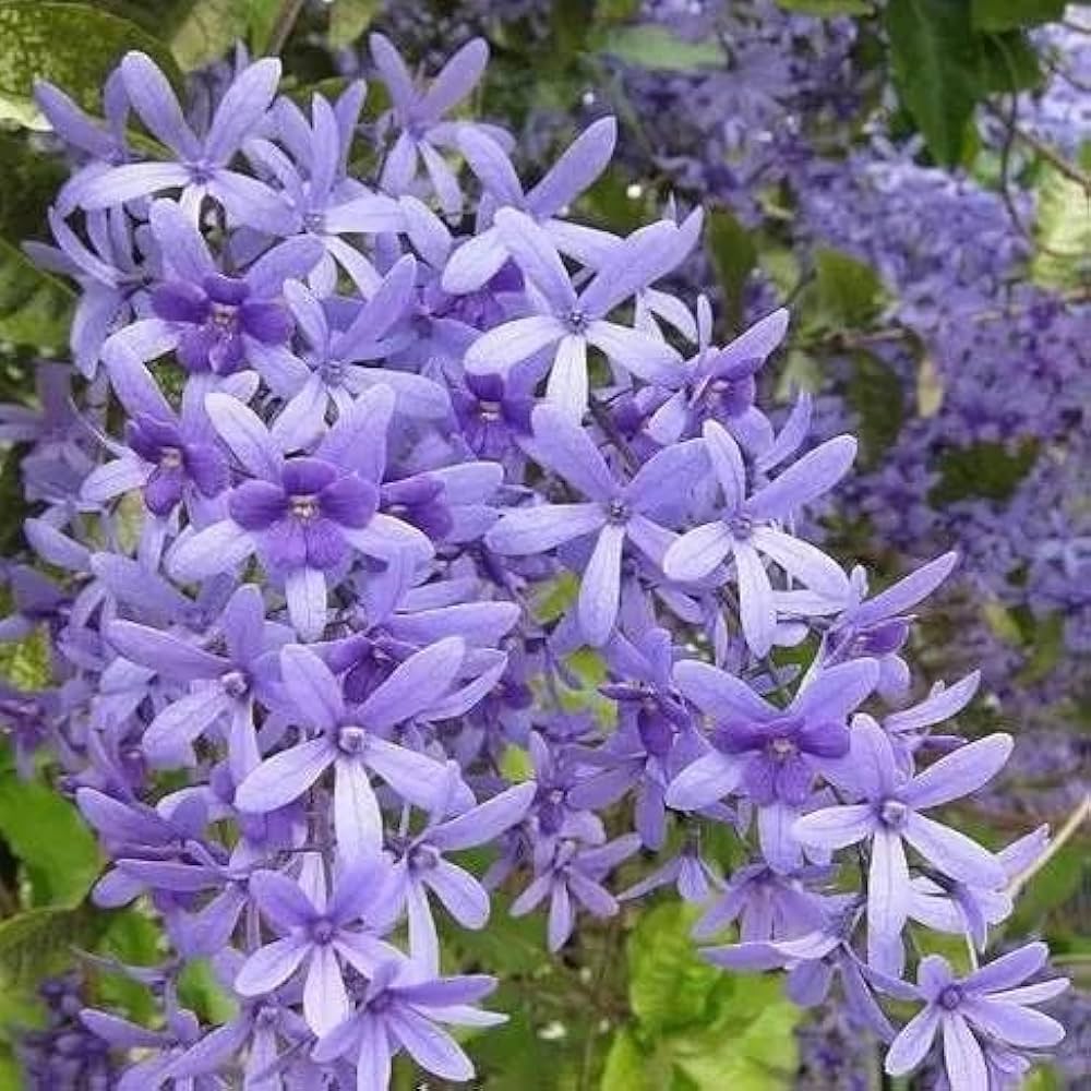 Purple Sandpaper Vine PETREA VOLUBILIS Flower seeds for Planting - Cottage Garden Essential, Heirloom & GMO Free Seeds f