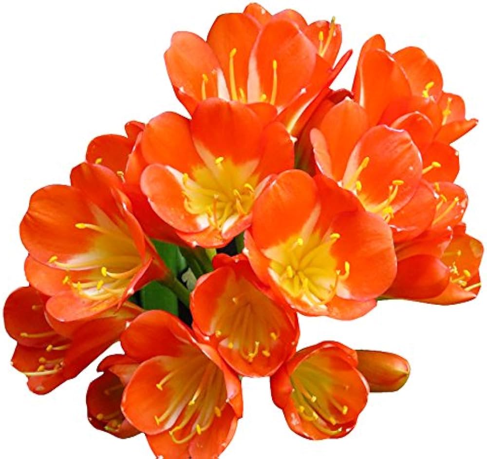 Rainbow Clivia Clivia miniata Seeds for Planting