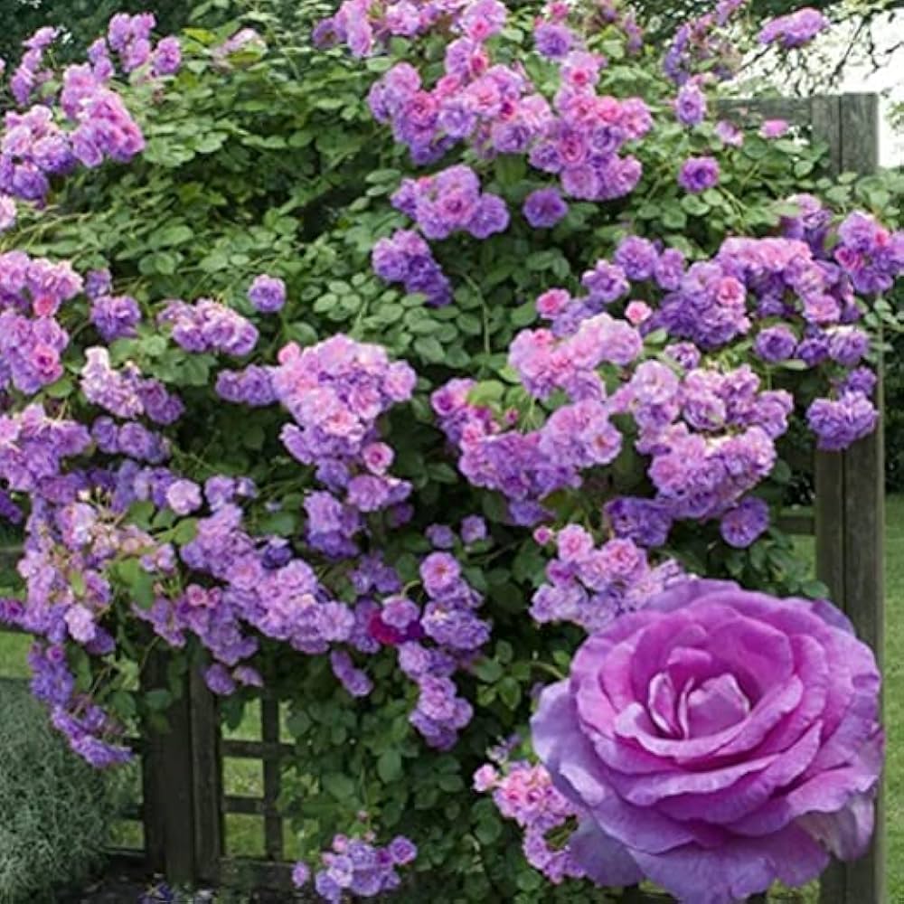 Purple Climbing Roses Flower Planting Seeds - Elegant Garden Seeds for Stunning Blooms