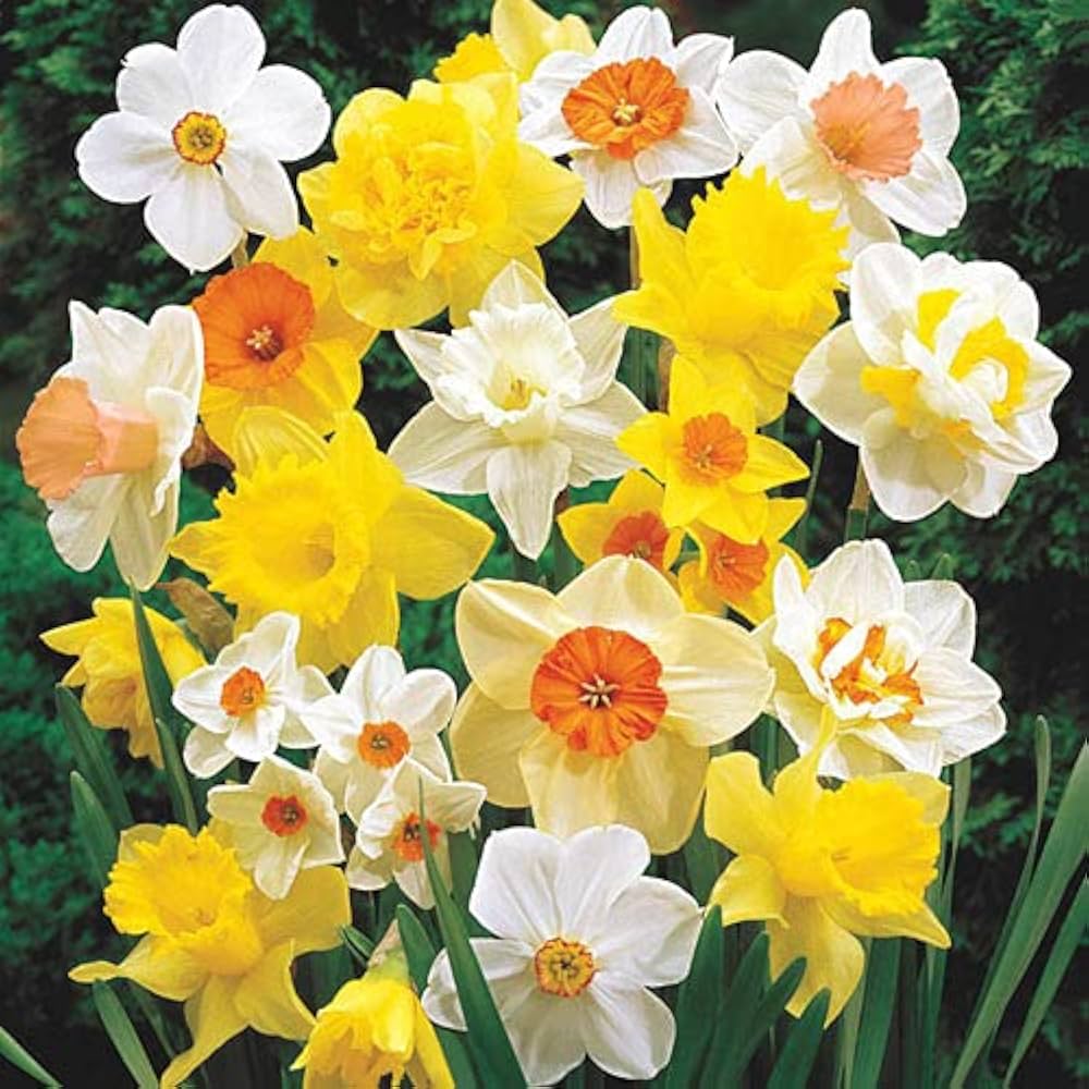 Mixed Colour Double Narcissus Flower Seeds for Planting Garden Favorite Heirloom & GMO Free Seeds for Home Garden
 
 Sale