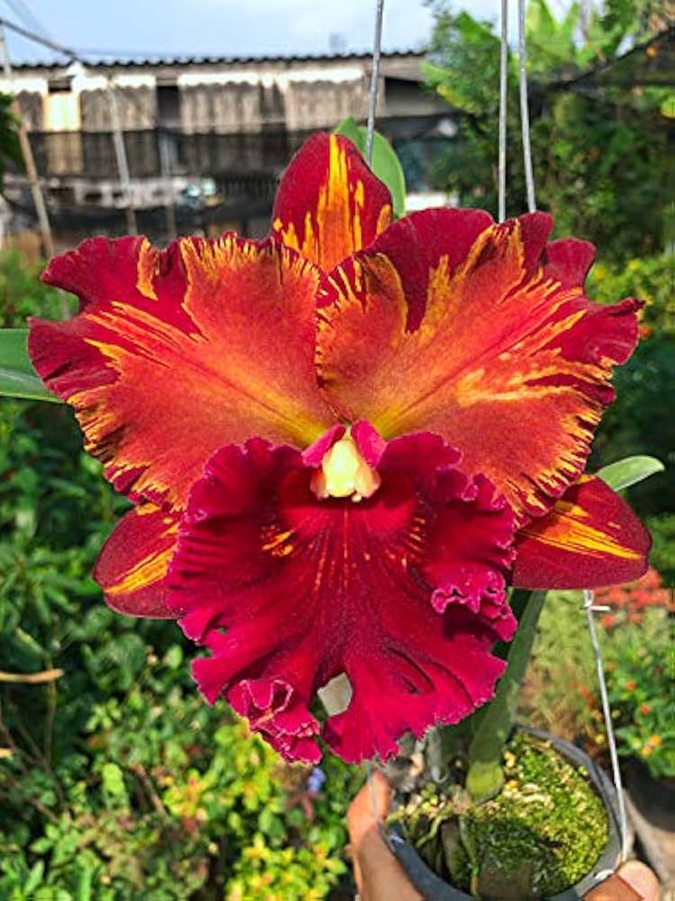 Orchid Orchidaceae Seeds for Planting for Home Garden