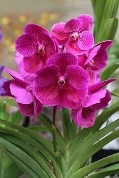 Violet Hydroponic Orchid Seeds for Easy Planting