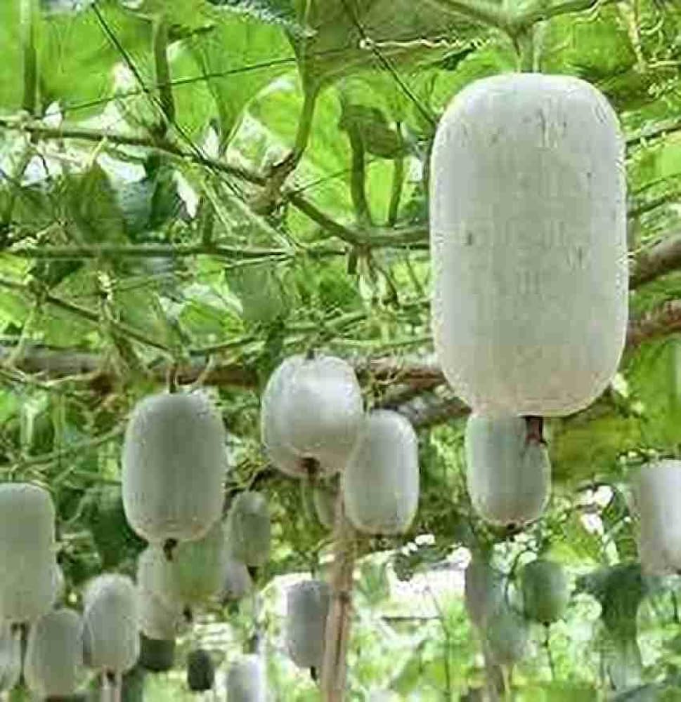 Ash Seeds for Planting home garden