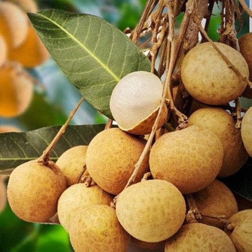 Longan Dimocarpus longan for planting in tropical garden
