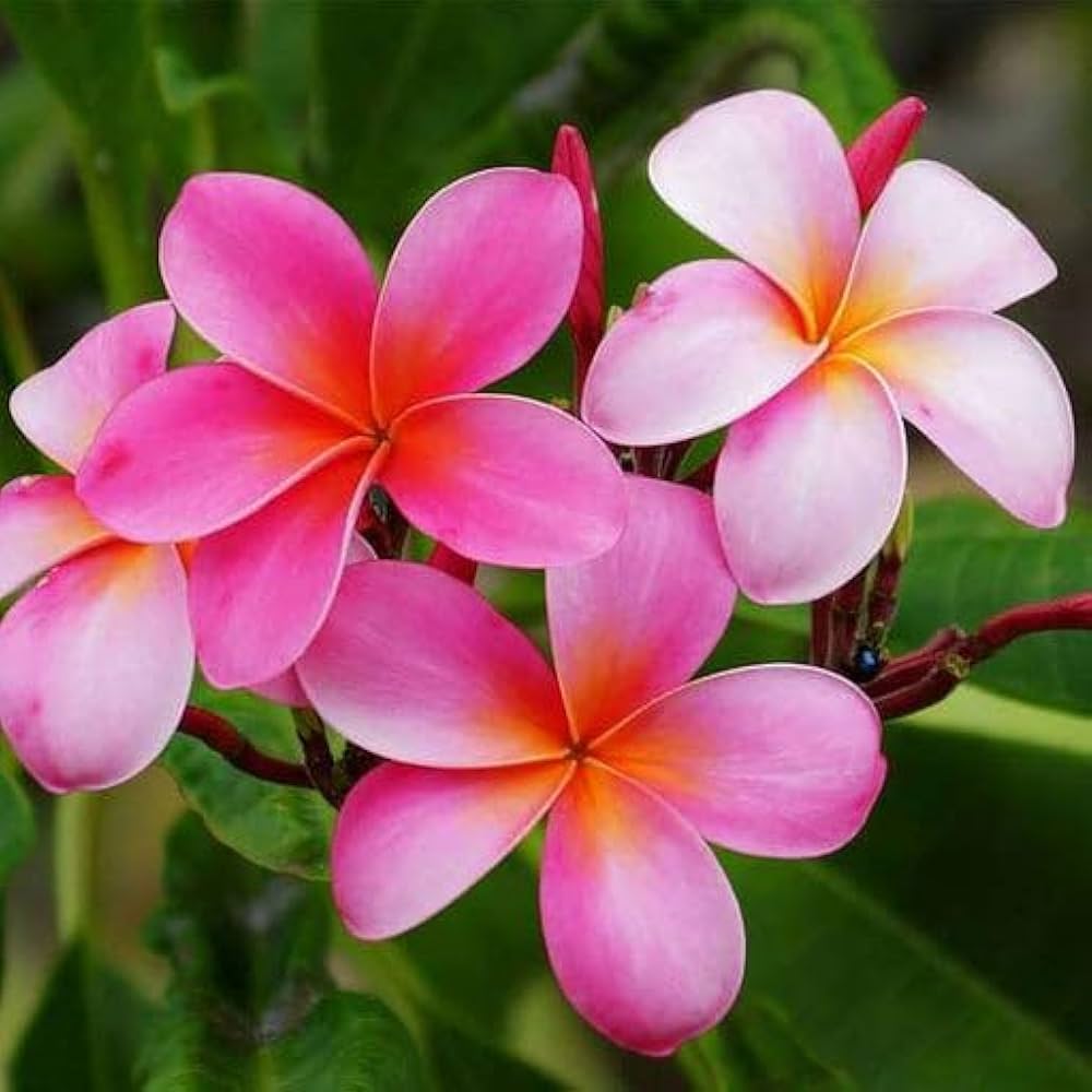 Plumeria Plumeria spp. Seeds for Planting in Tropical Garden