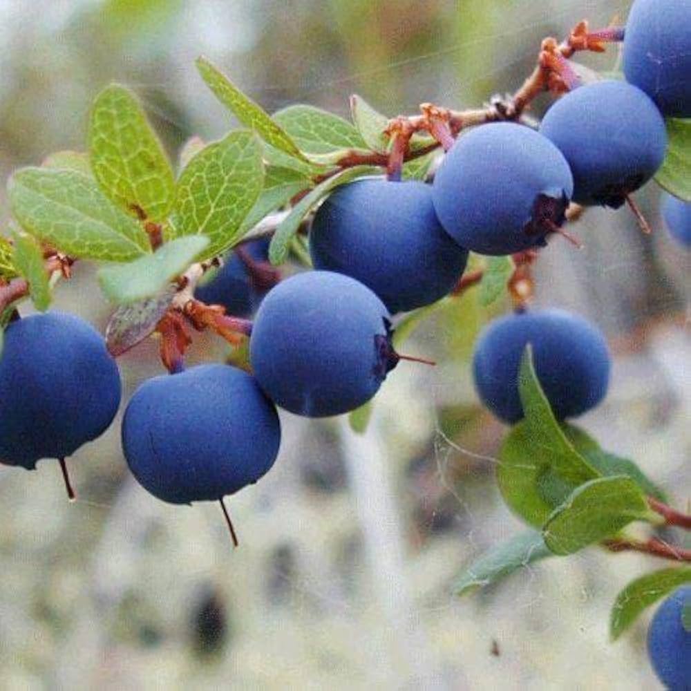 Blue Canadensis Fruit Seeds - Ideal for Planting