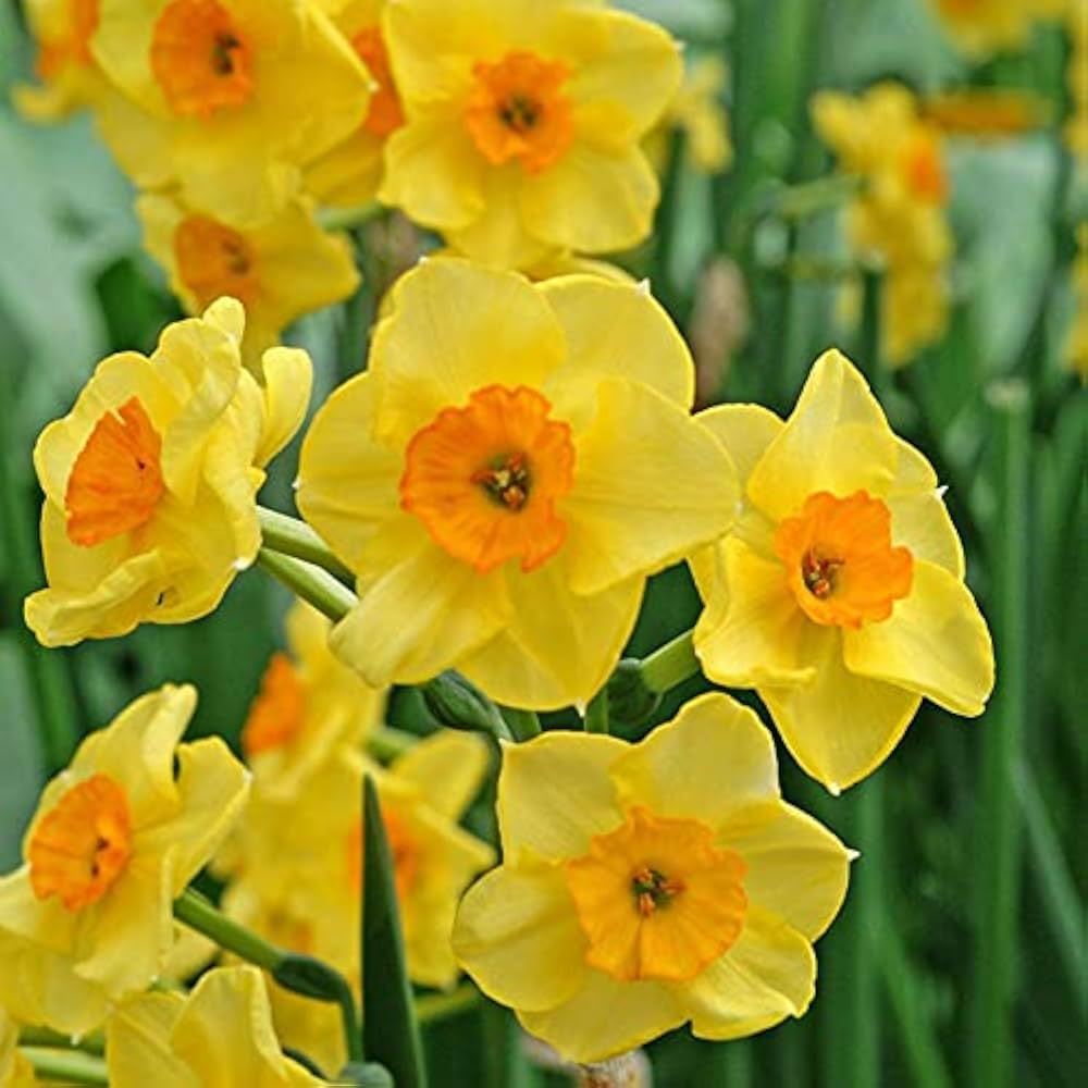 Daffodils Flower Seeds for Planting  Bright Orange & Yellow Perennials