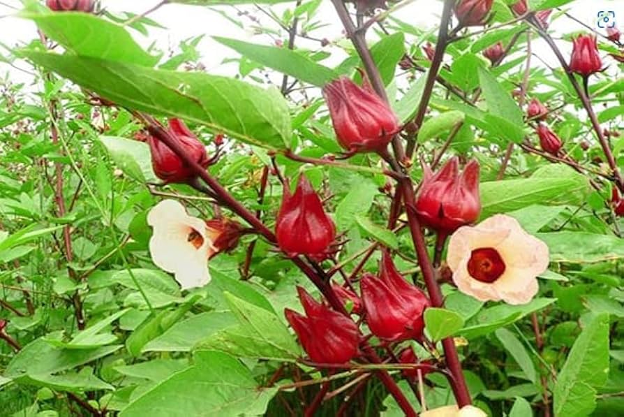Florida Cranberry Seeds for Planting Vaccinium vitis-idaea for home gardens and berry patches