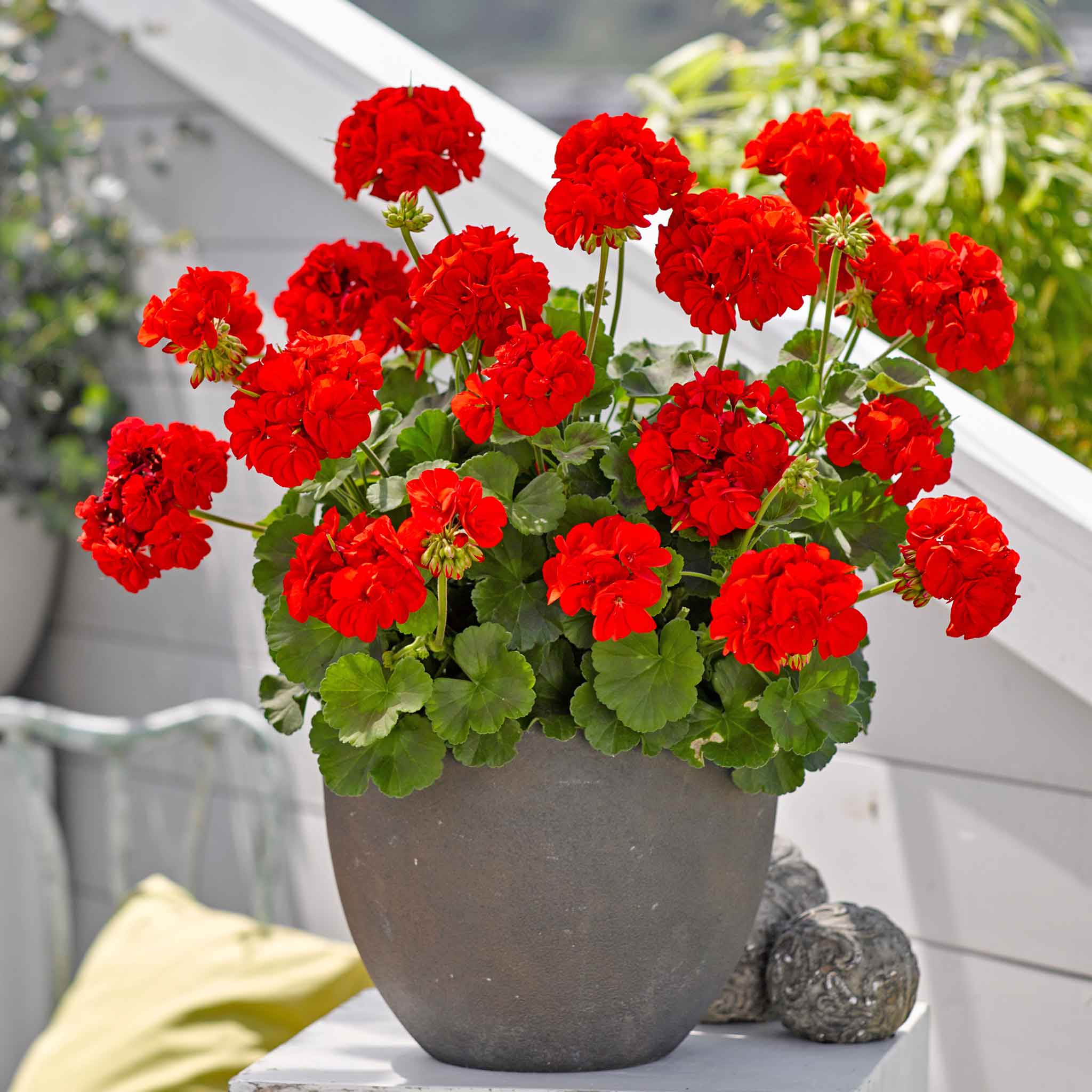 Geranium Flower seeds for Planting - Fragrant Blossoms, Heirloom & GMO Free Seeds for Home Garden