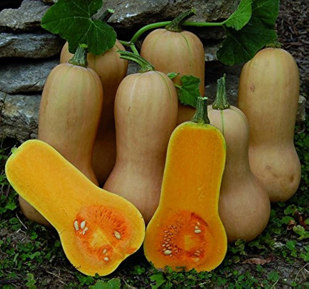 Orange Honeynut Seeds for Planting
