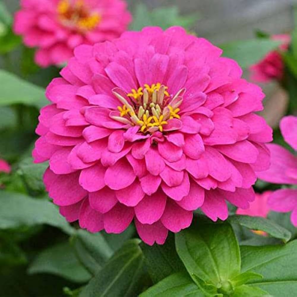 Deep Pink Zinnia Elegans Flower seeds for Planting - Wildflower Mix, Heirloom & GMO Free Seeds for Home Garden