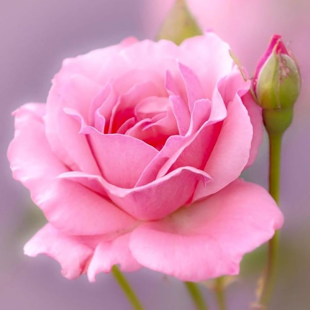 Pink Away Rose Flower Seeds for Planting Compact Growth Heirloom & GMO Free Seeds for Home Garden
 
 Sale
