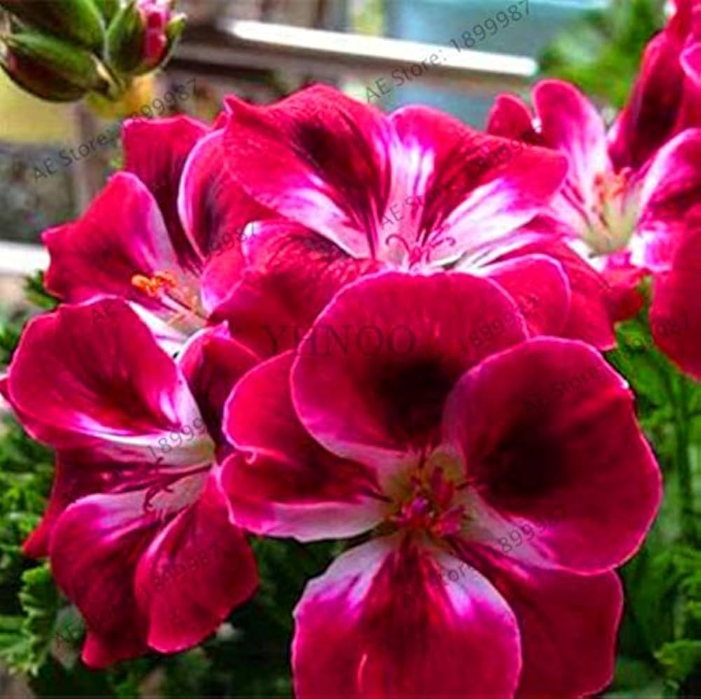 Geissorhiza Radiant Seeds for Planting Geissorhiza radiata for flower beds and rock gardens