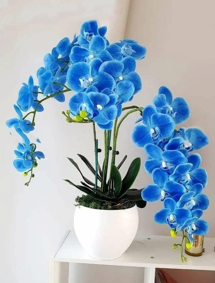 Blue Butterfly Orchid Flower seeds for Planting - Long Bloom Season, Heirloom & GMO Free Seeds for Home Garden