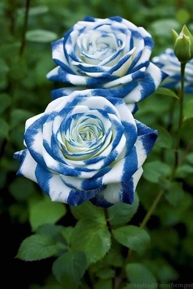 Rose Rosa Flower Seeds for Planting