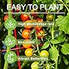 Papadennis Sweet Tomato Planting Seeds For Rich Flavor Vegetable Seeds