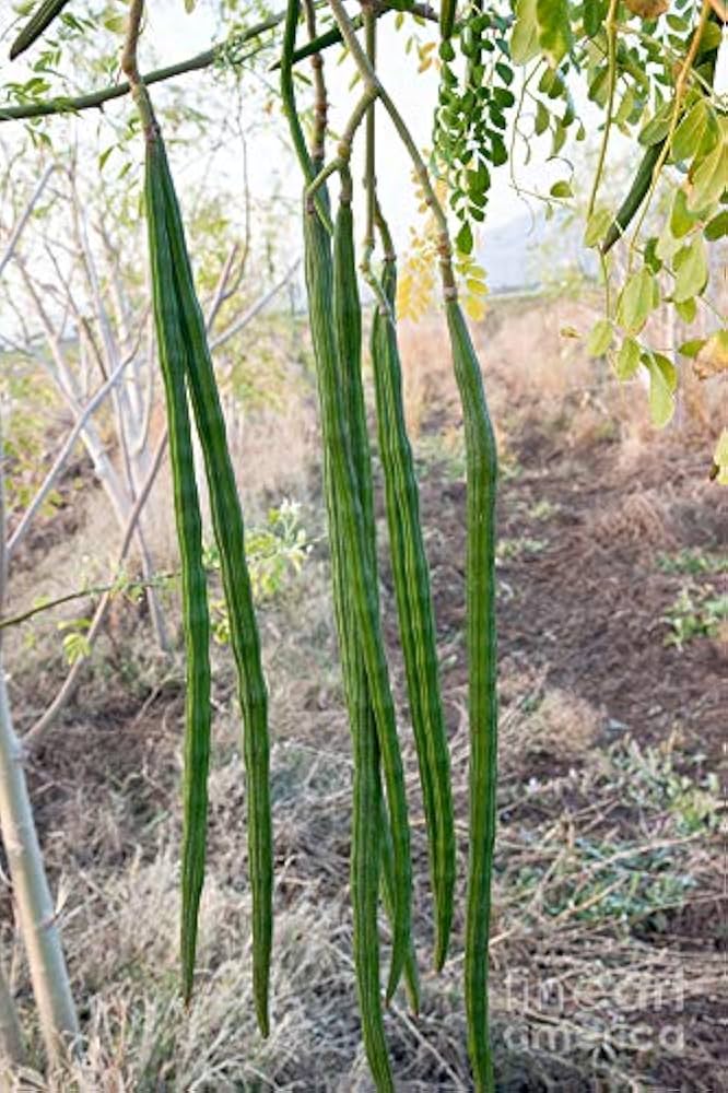 Moringa Tree Seeds Moringa oleifera for Planting in Vegetable Patch