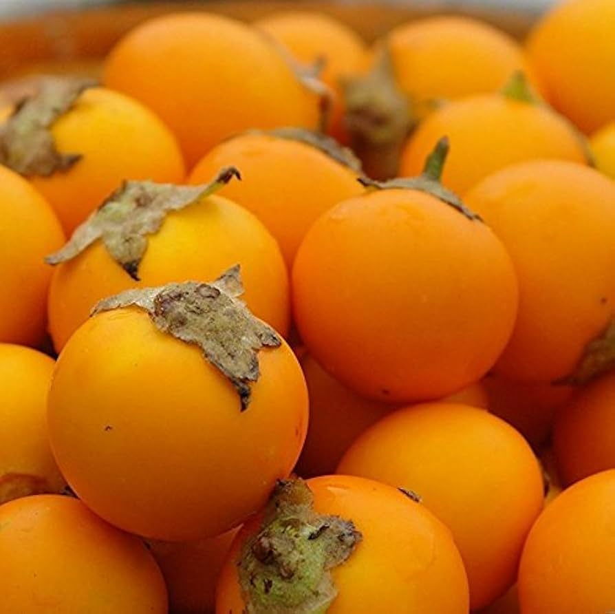 Naranjilla Fruit Seeds for Planting - Grow Exotic Fruits
