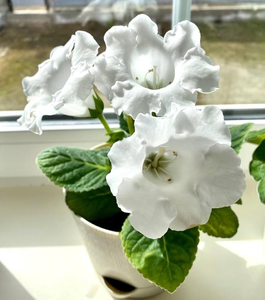 White Gloxinia Flower seeds for Planting - Cut Flower Favorite, Heirloom & GMO Free Seeds for Home Garden