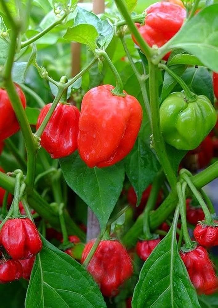 Aji Cubano Dulce Cachucha Pepper Seeds for Planting