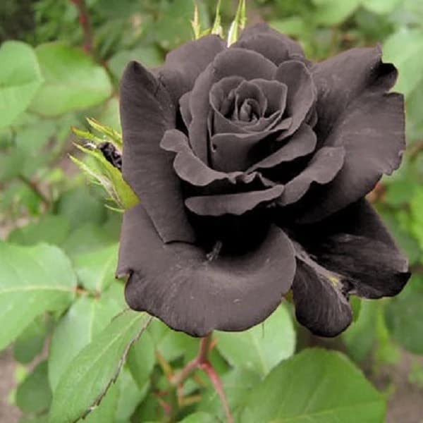 Black Rose Rosa Black Seeds for Planting - Ideal for Flower Bed & Urban Garden
